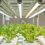 Agricultura Vertical: OnePointOne y Vertical Green Farming 